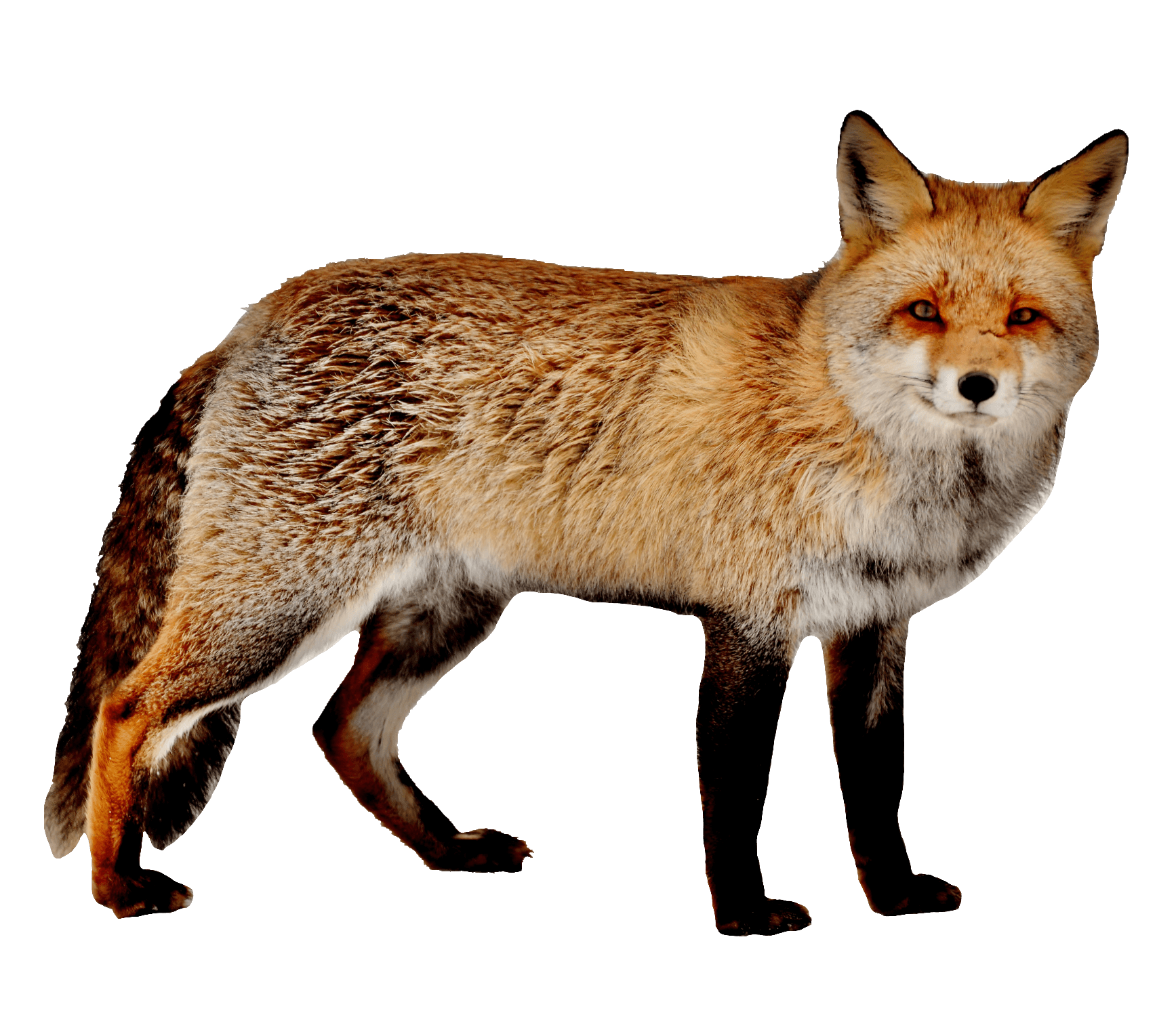 red-fox-16