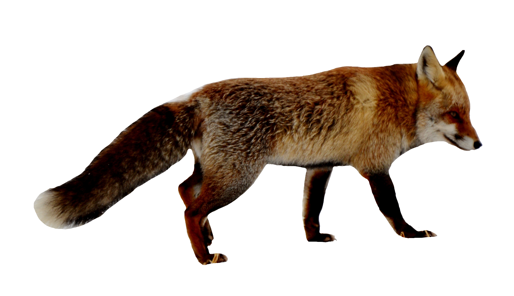 red-fox-17