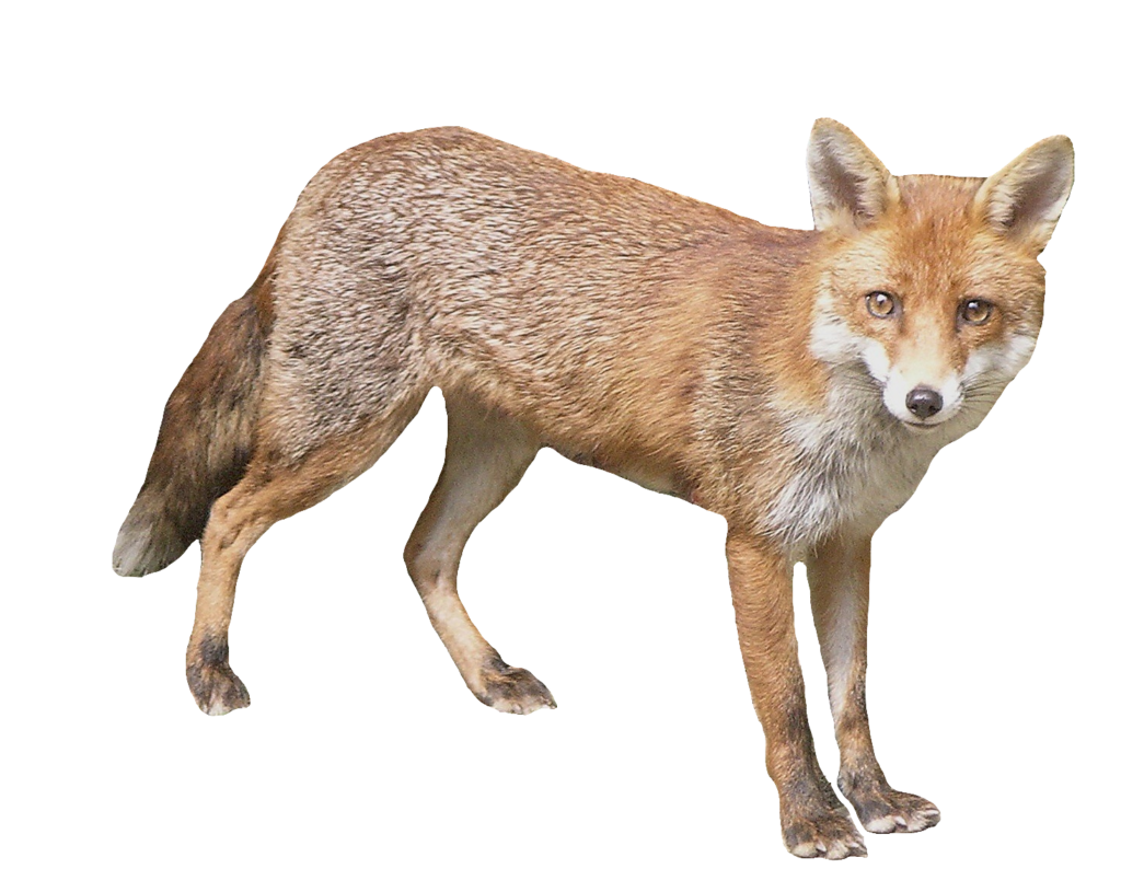 Transparent Red Fox Png
