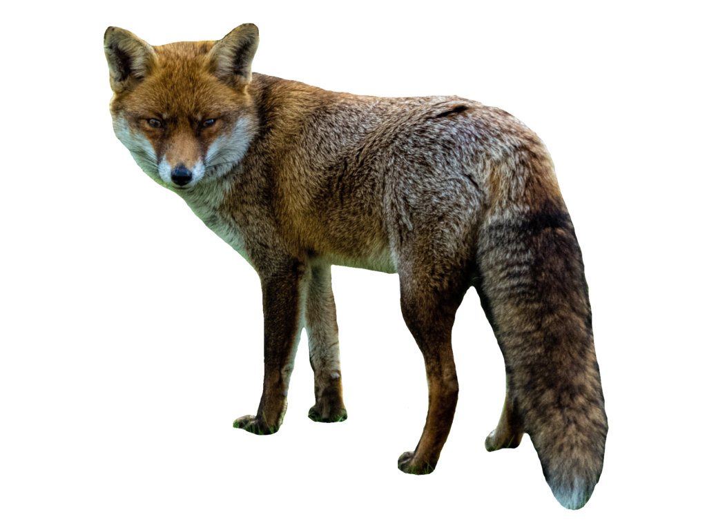 Red Fox Png Image