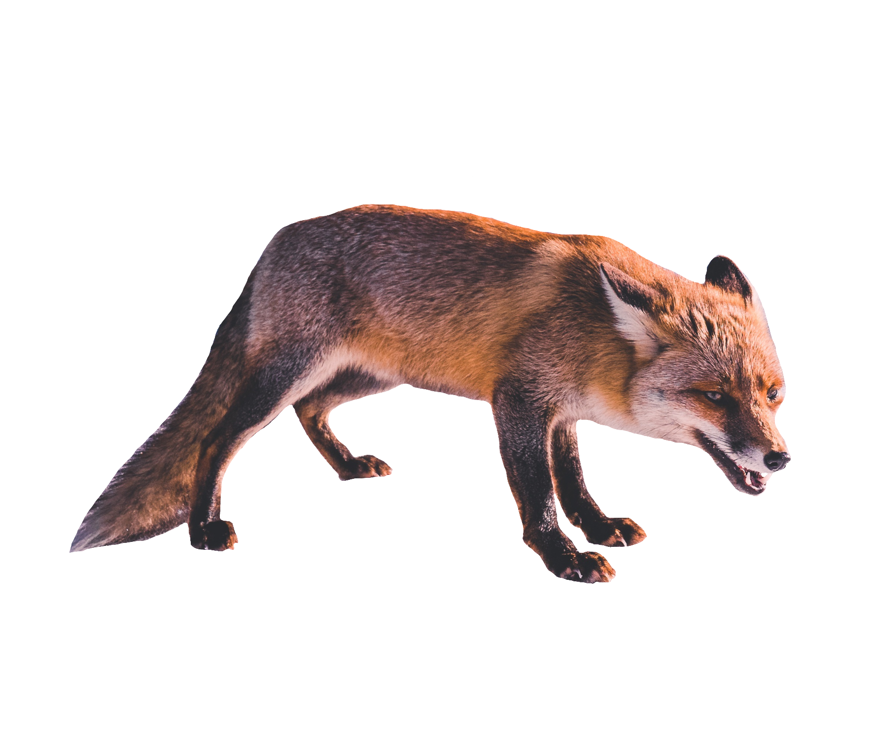 red-fox-20