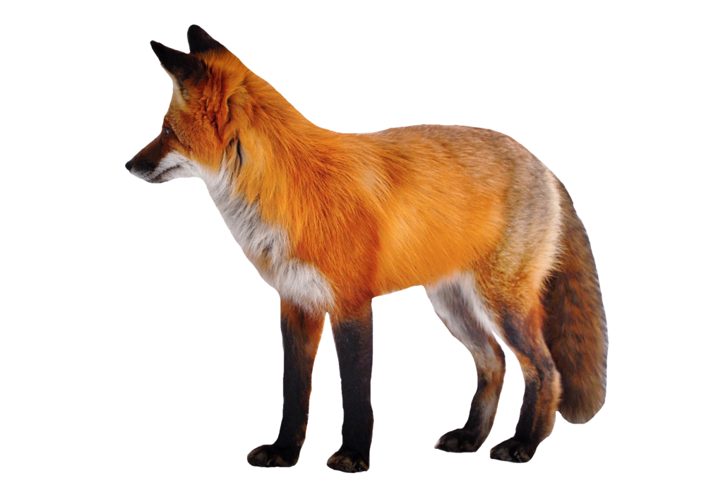 Red Fox Png