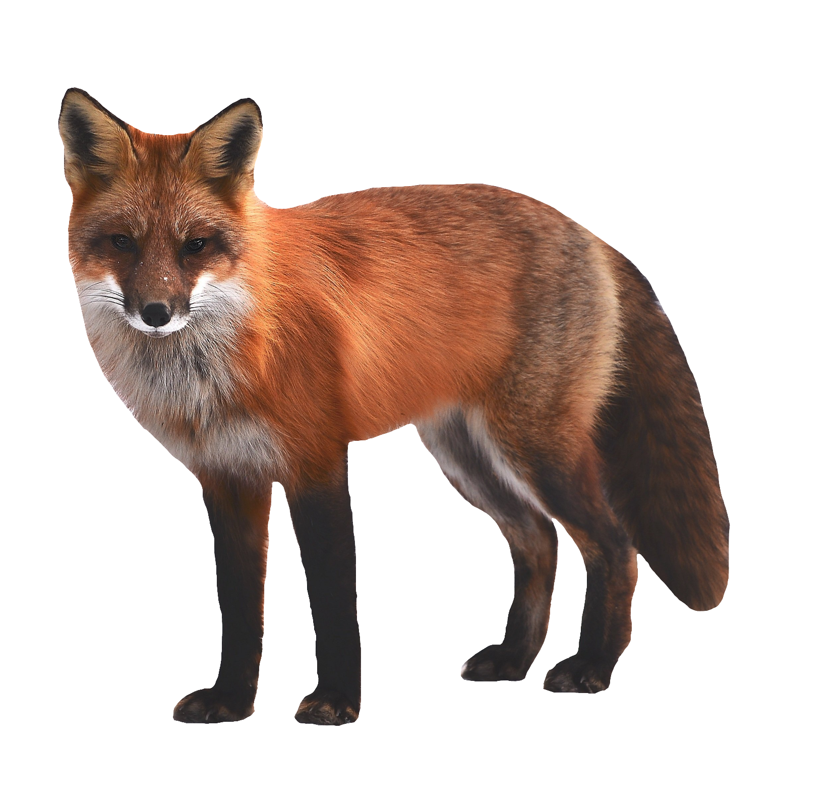 red-fox-23