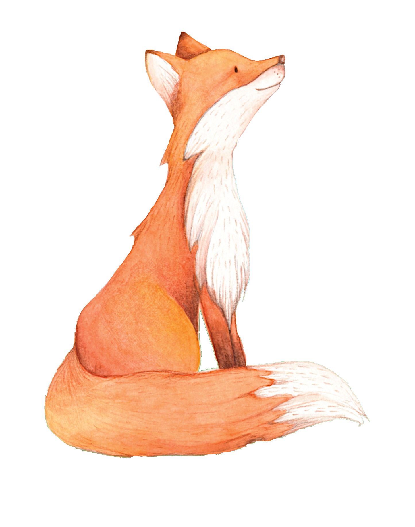 red-fox-25