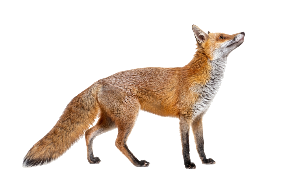 red-fox-3