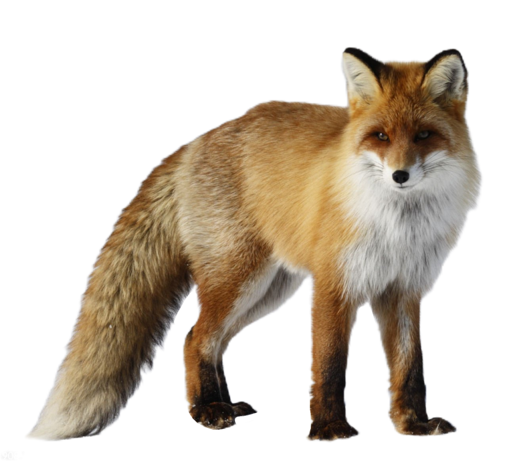 High-resolution Red Fox Png