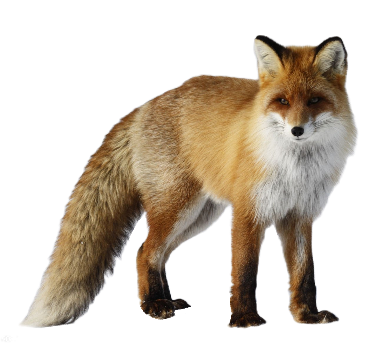 red-fox-34