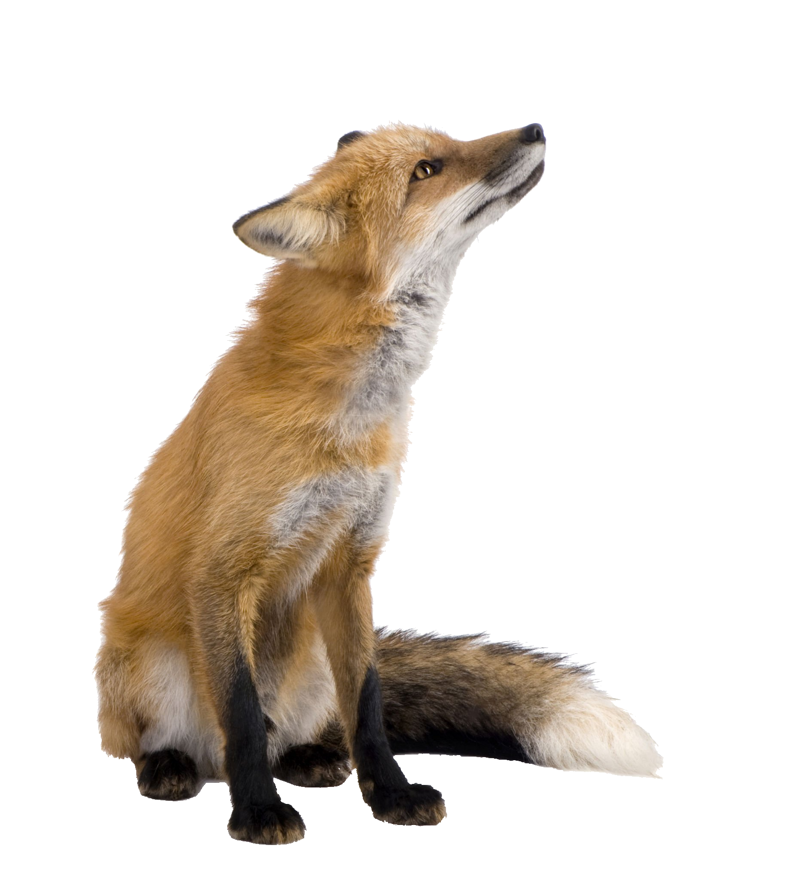 red-fox-35