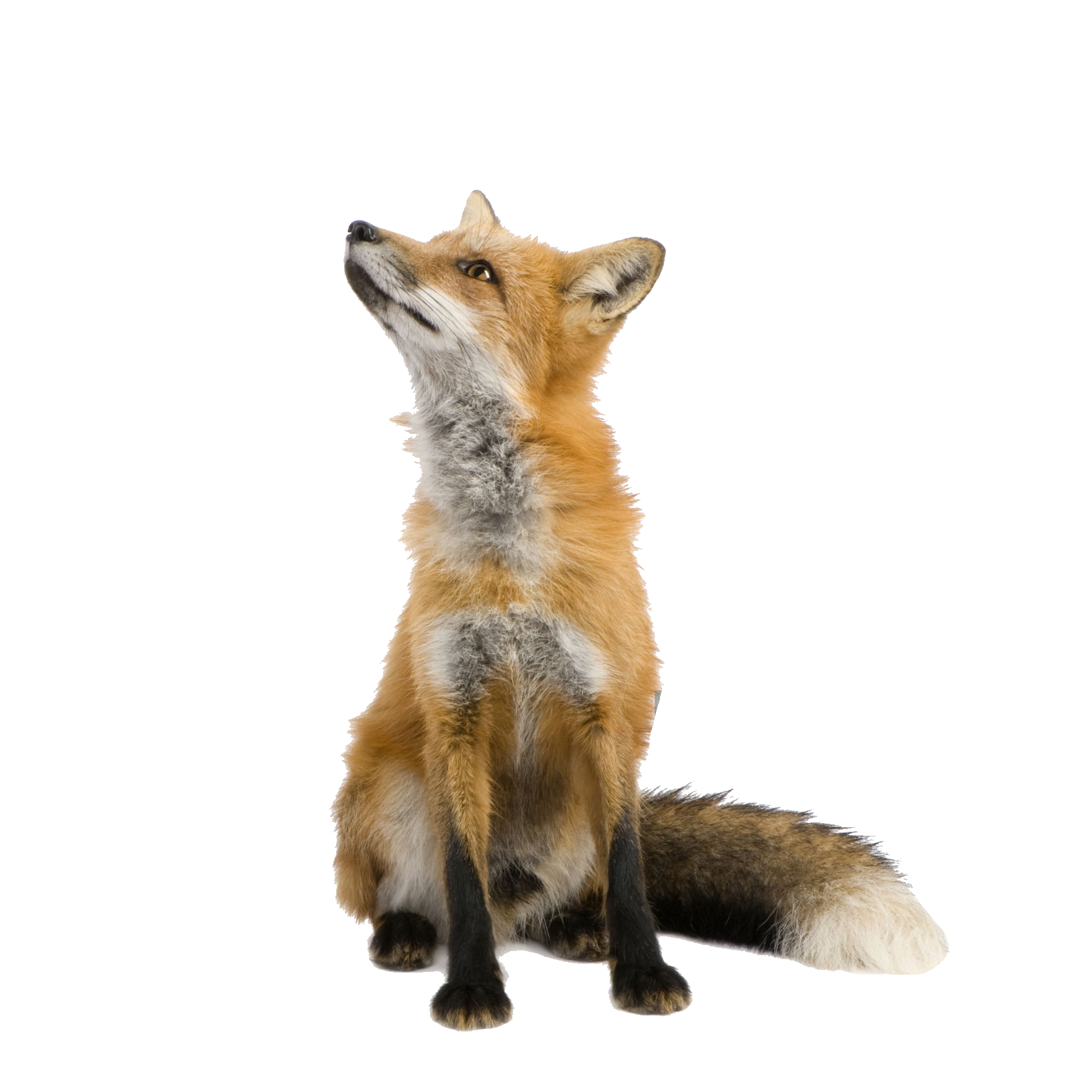 red-fox-36