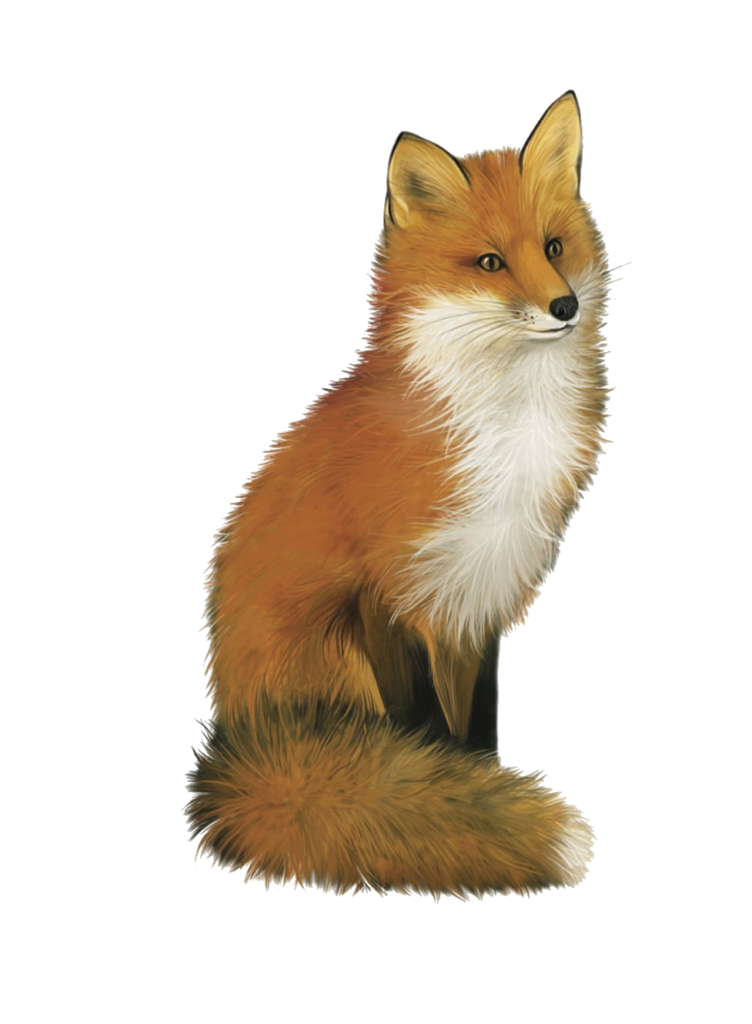 European Red Fox Png