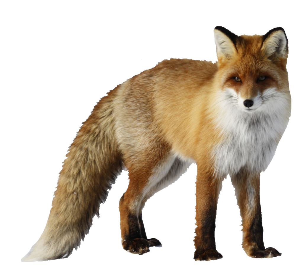 Transparent Red Fox Png