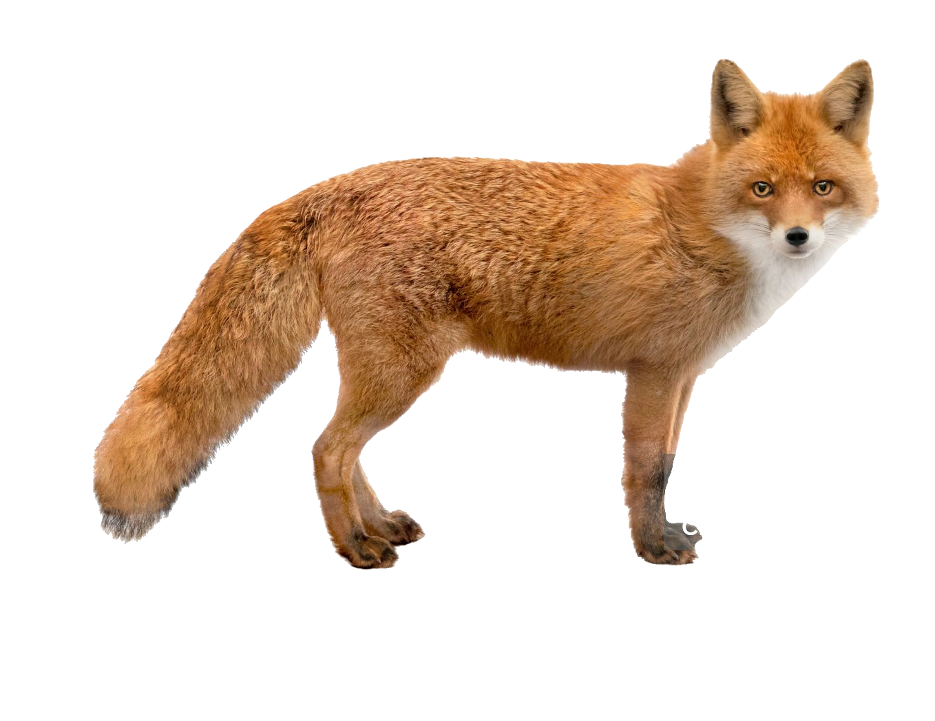 red-fox-39