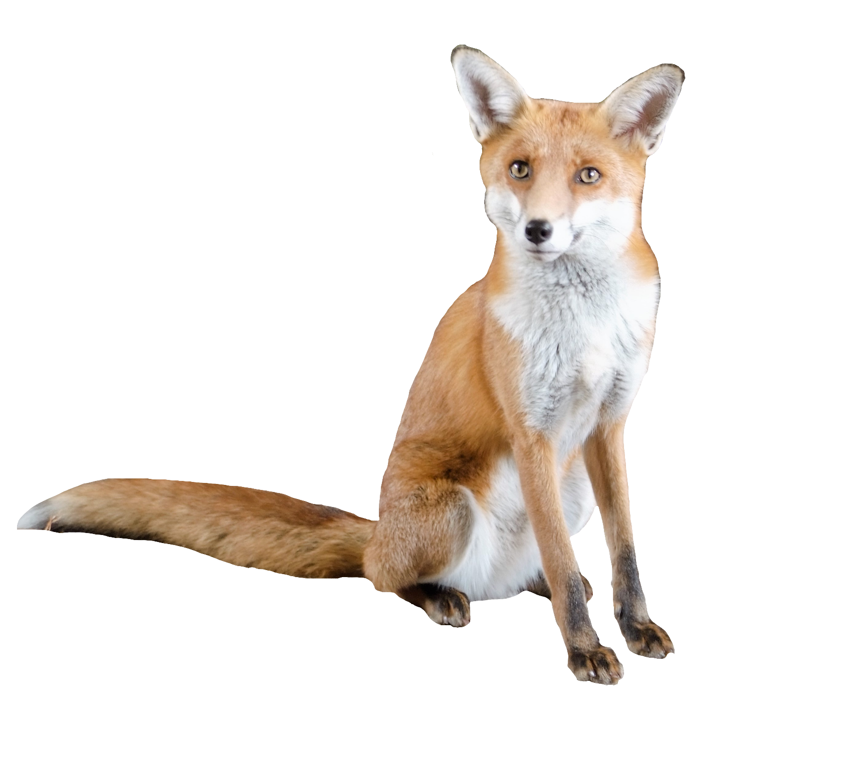 red-fox-44