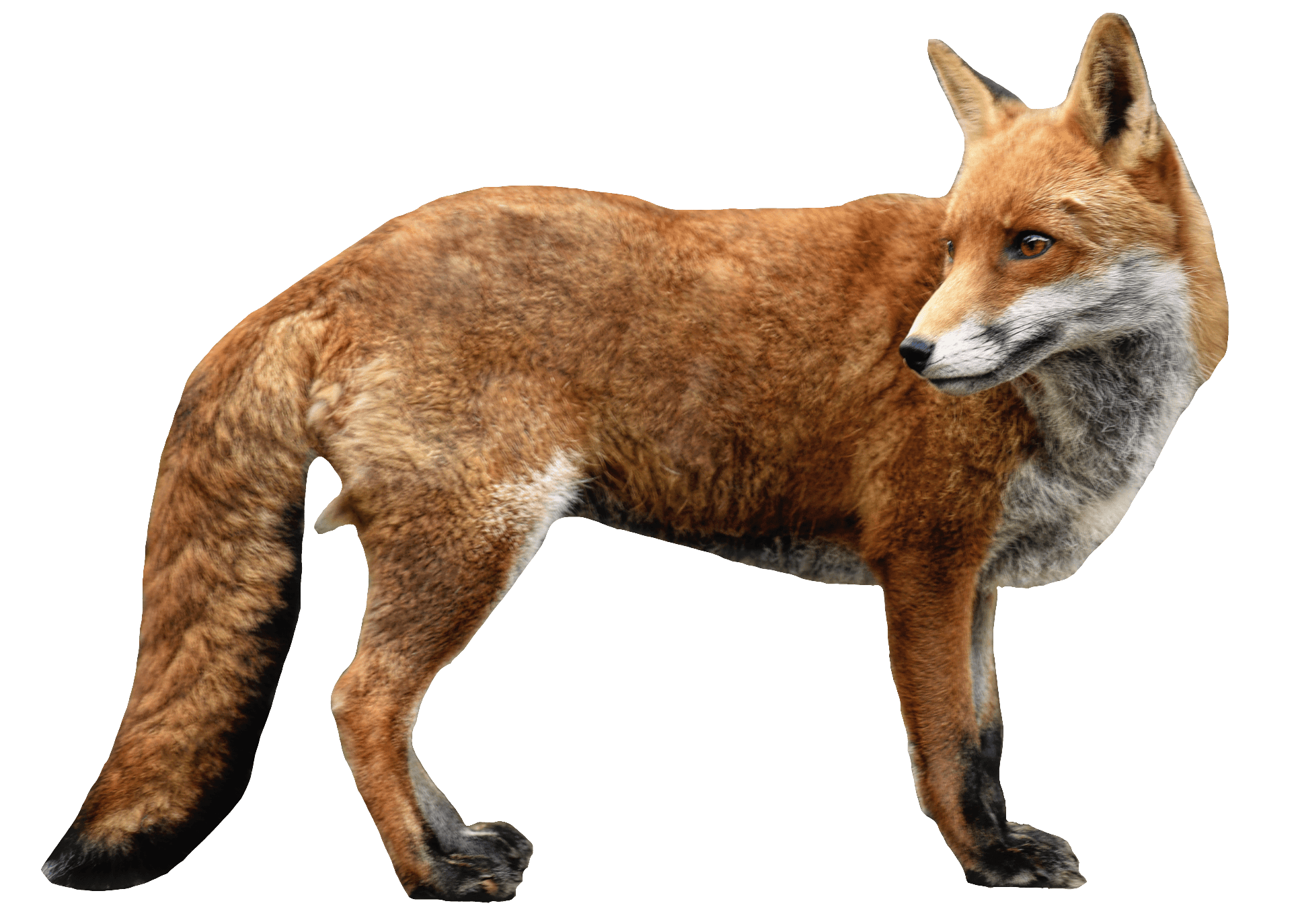 red-fox-45