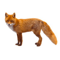 Red Fox Png Image
