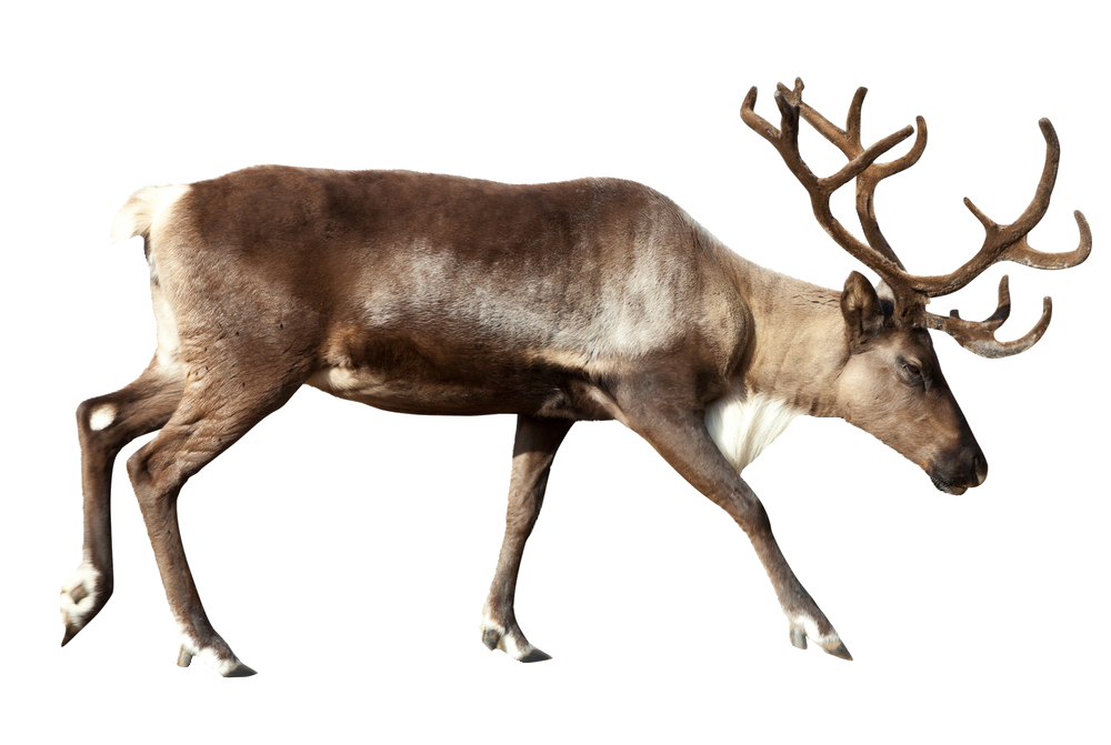 reindeer-12
