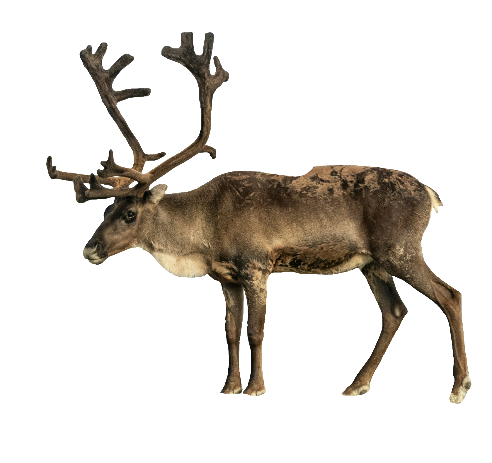 reindeer-2