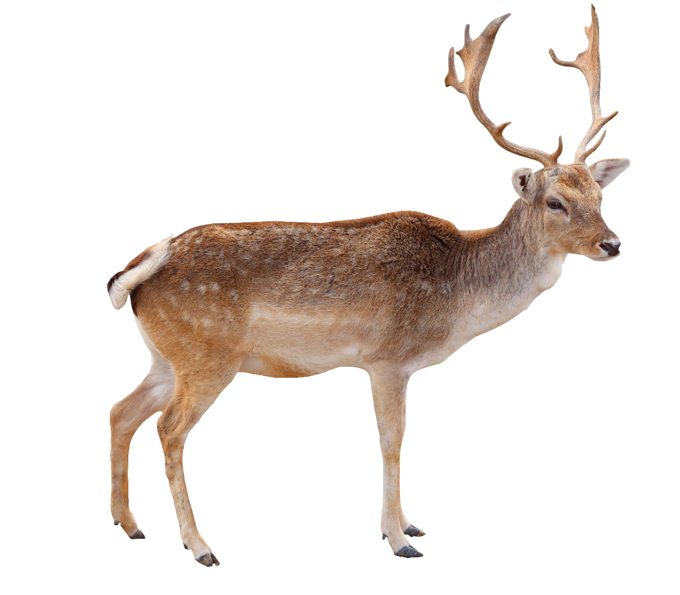 reindeer-31