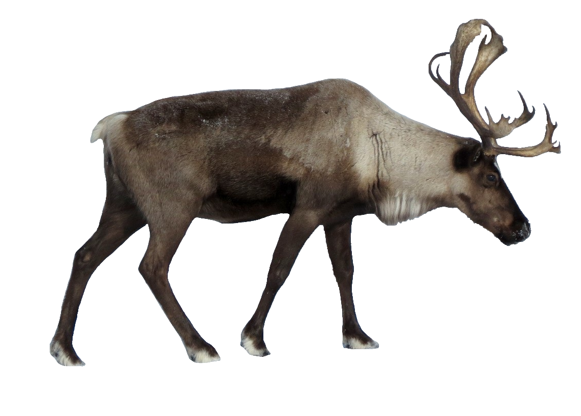 reindeer-32