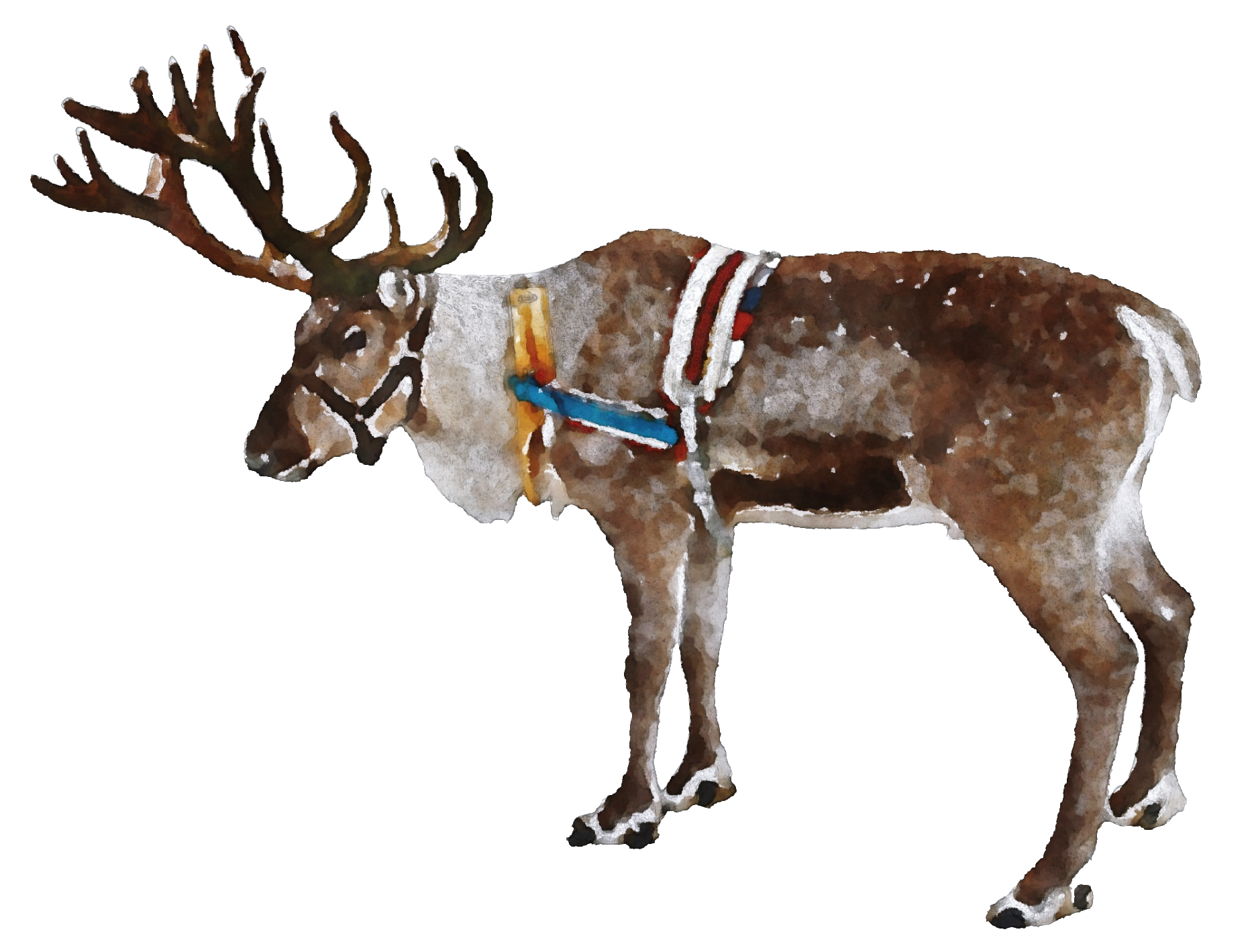 reindeer-33
