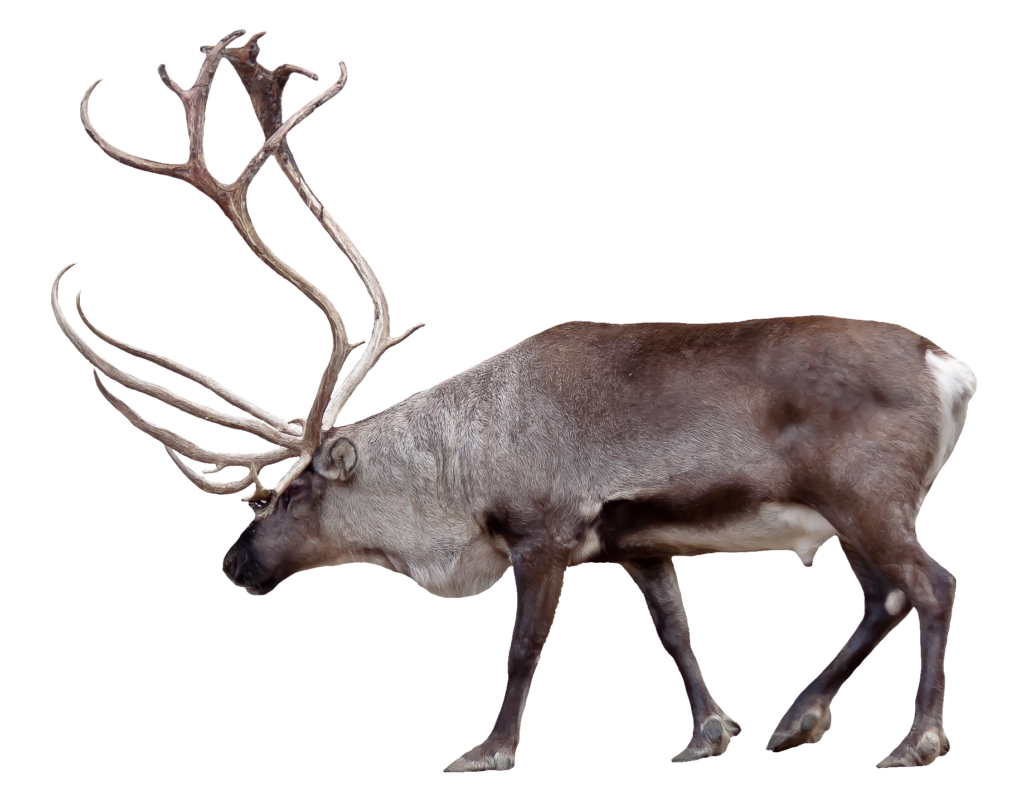 High-resolution Reindeer Png