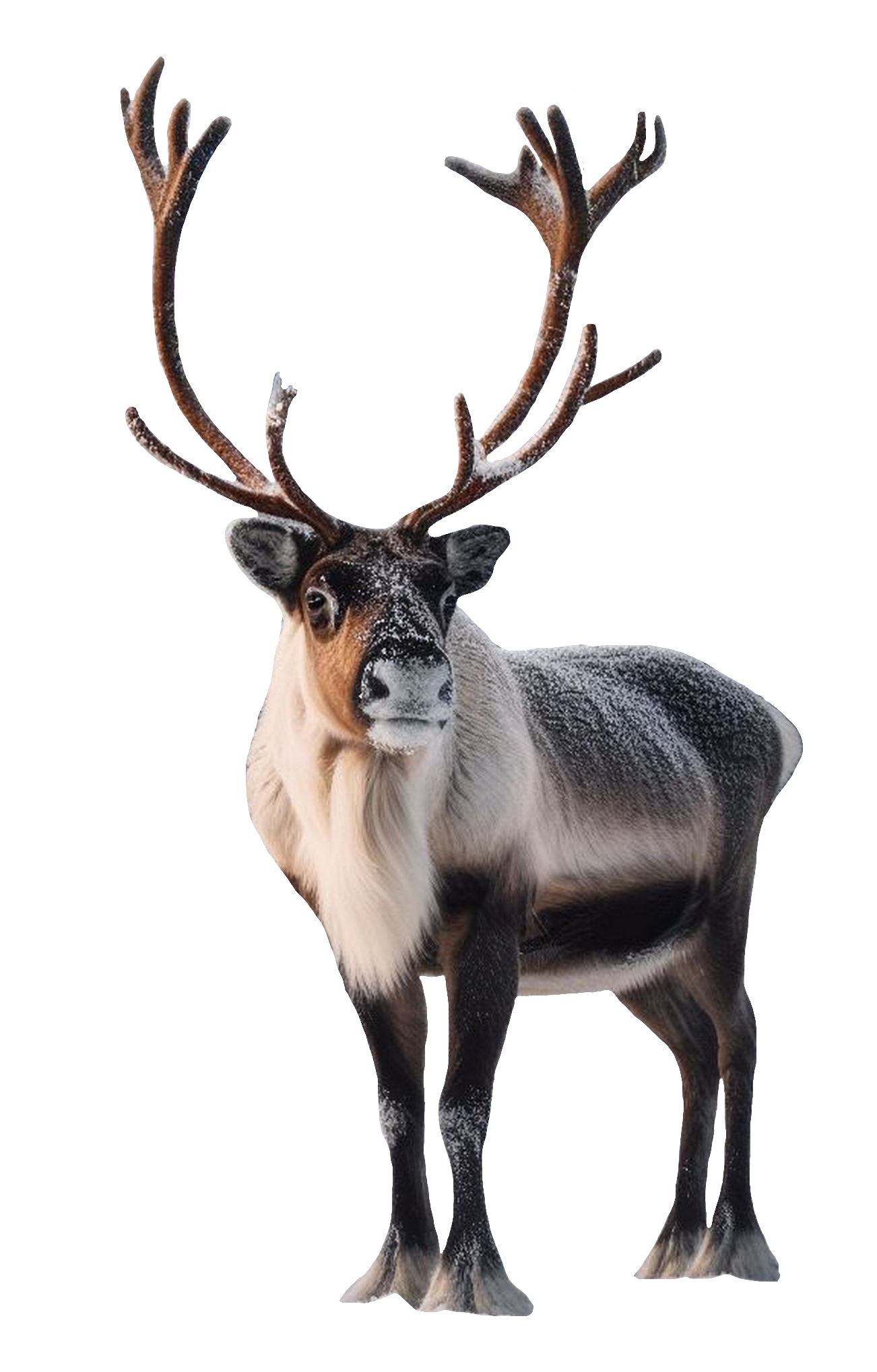 reindeer-39
