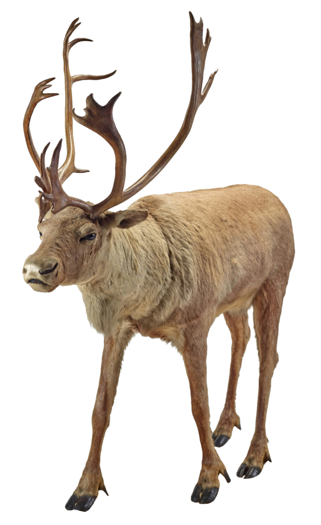 Realistic Reindeer Png