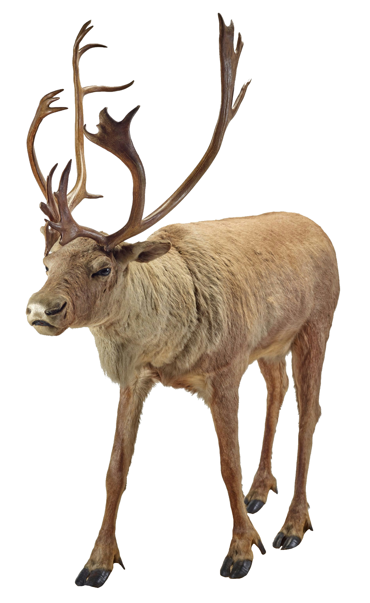 reindeer-4-1