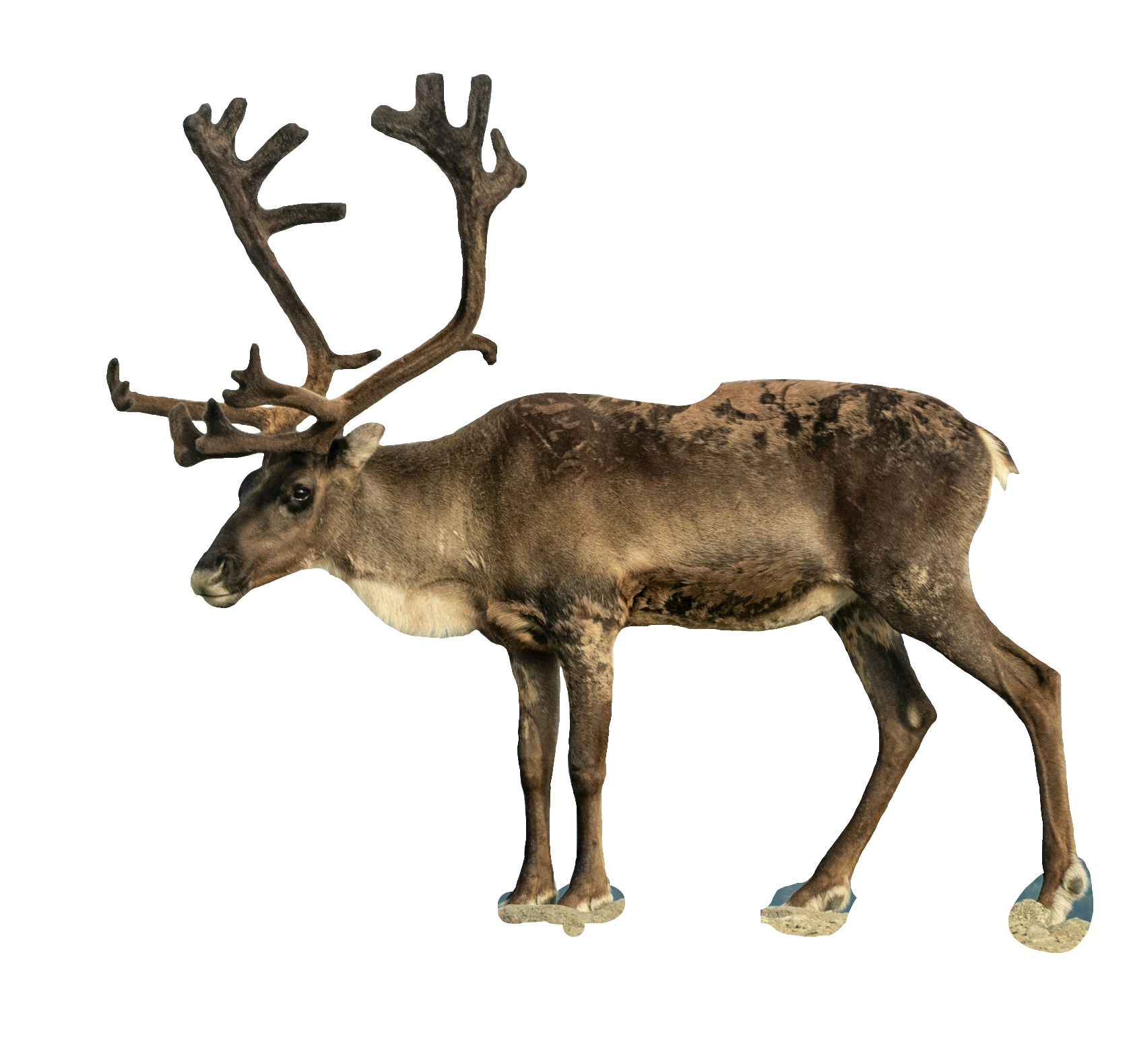 reindeer-42