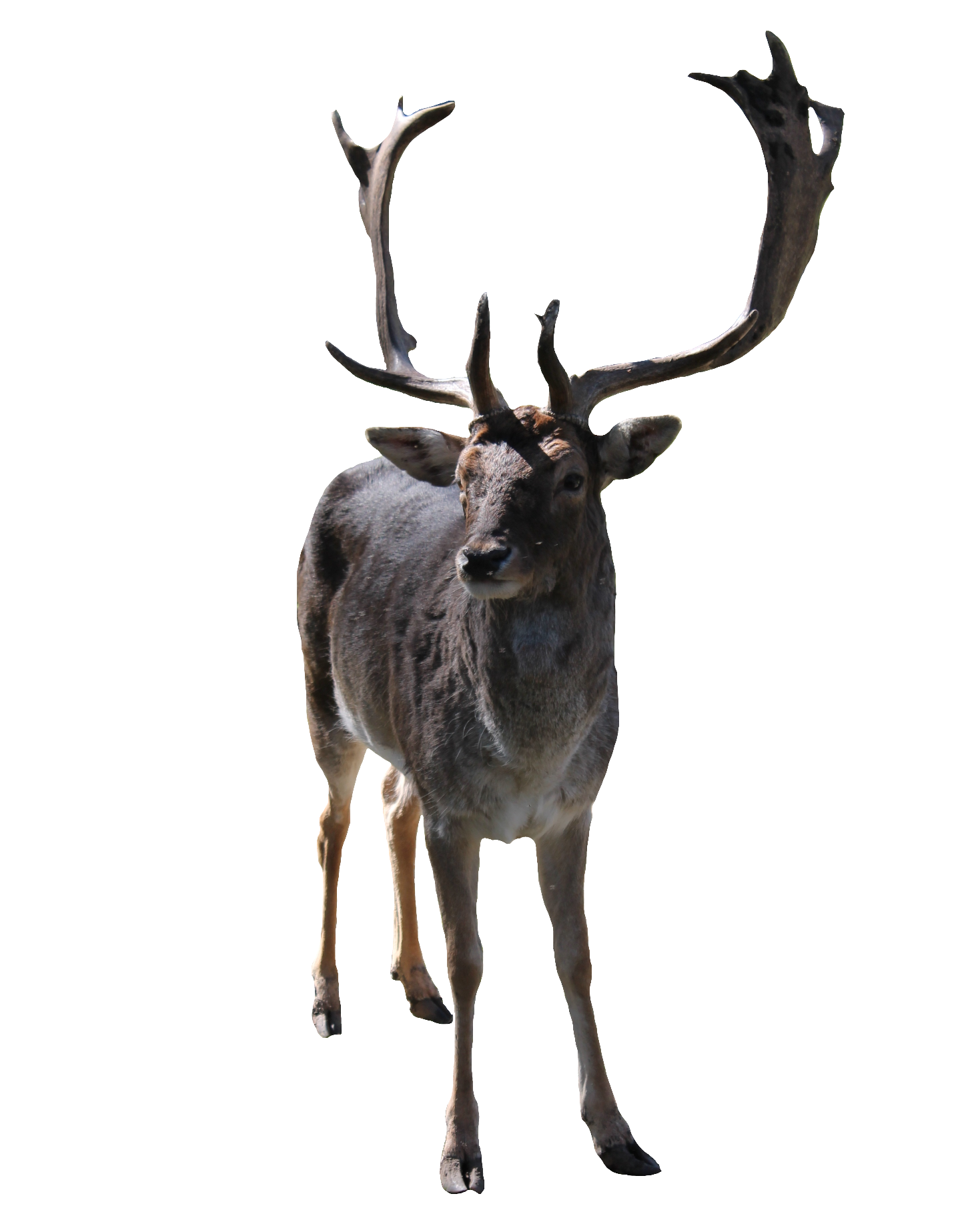 reindeer-44