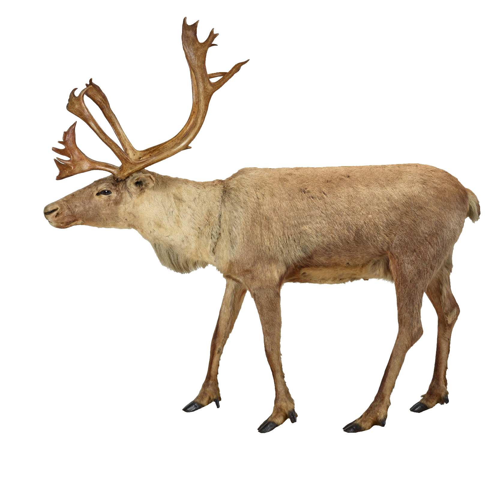 reindeer-5
