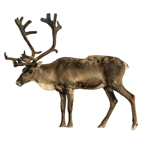 reindeer-poster