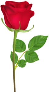 Rose Flower Png Vector