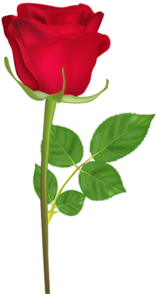 Rose Flower Png Vector