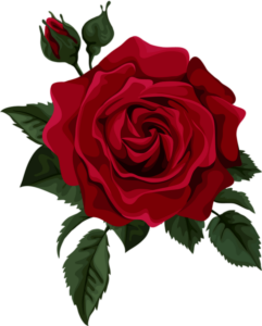 Red Rose Flower Png