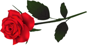 Rose Flower Png clipart