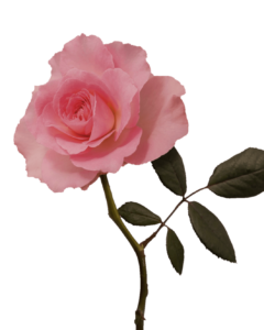 Pink Rose Flower Png image with transparent background 