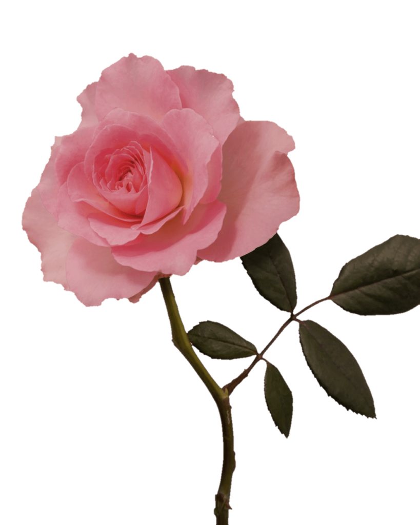 Pink Rose Flower Png image with transparent background 