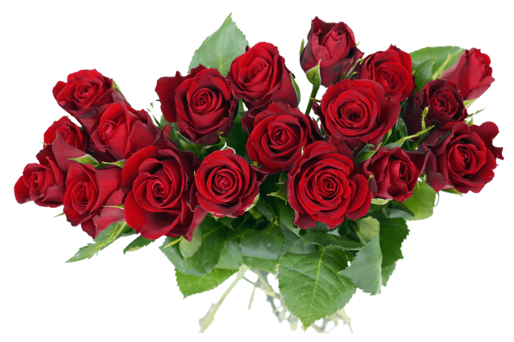Free Rose Flowers Png
