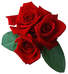 Red Rose Flowers Png