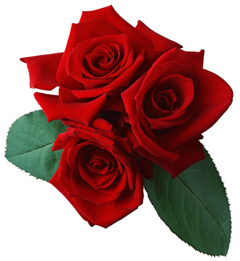 Red Rose Flowers Png