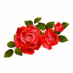 Rose Flower Png