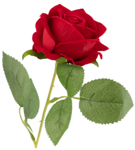 Red Rose Flower Png