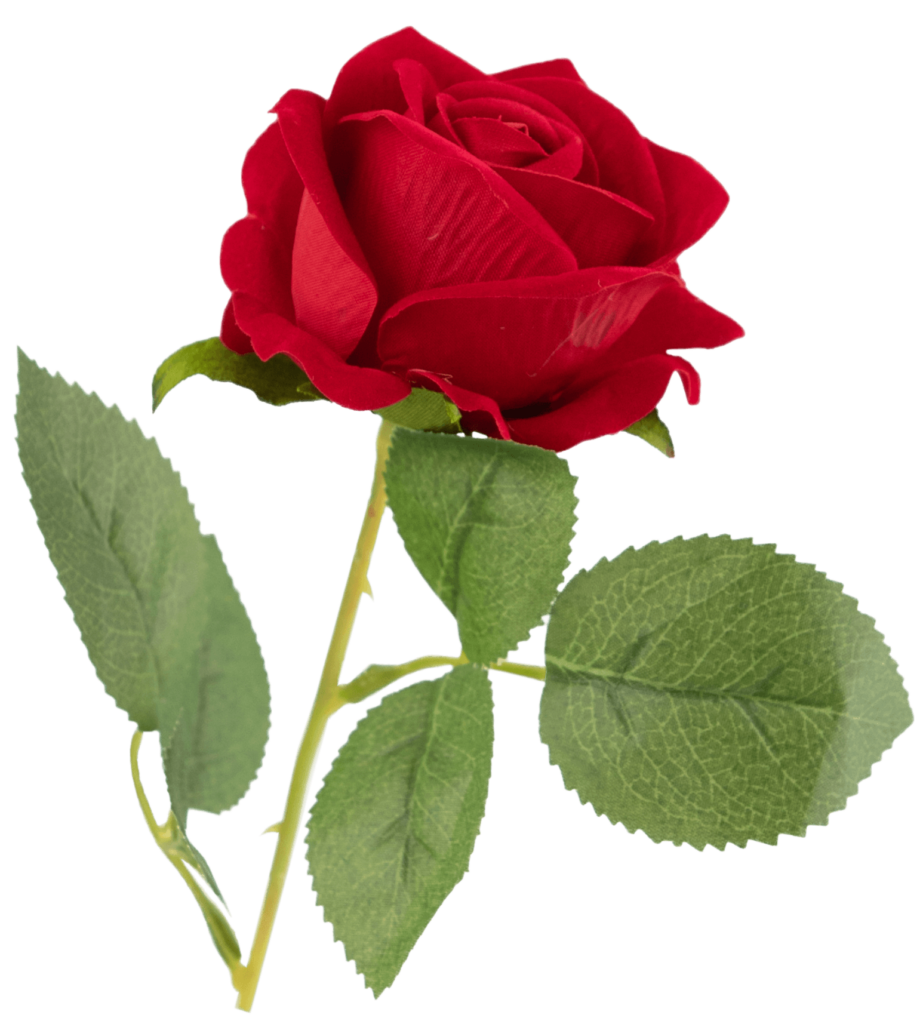 Red Rose Flower Png