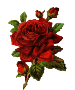 Aesthetic Rose Flower Png