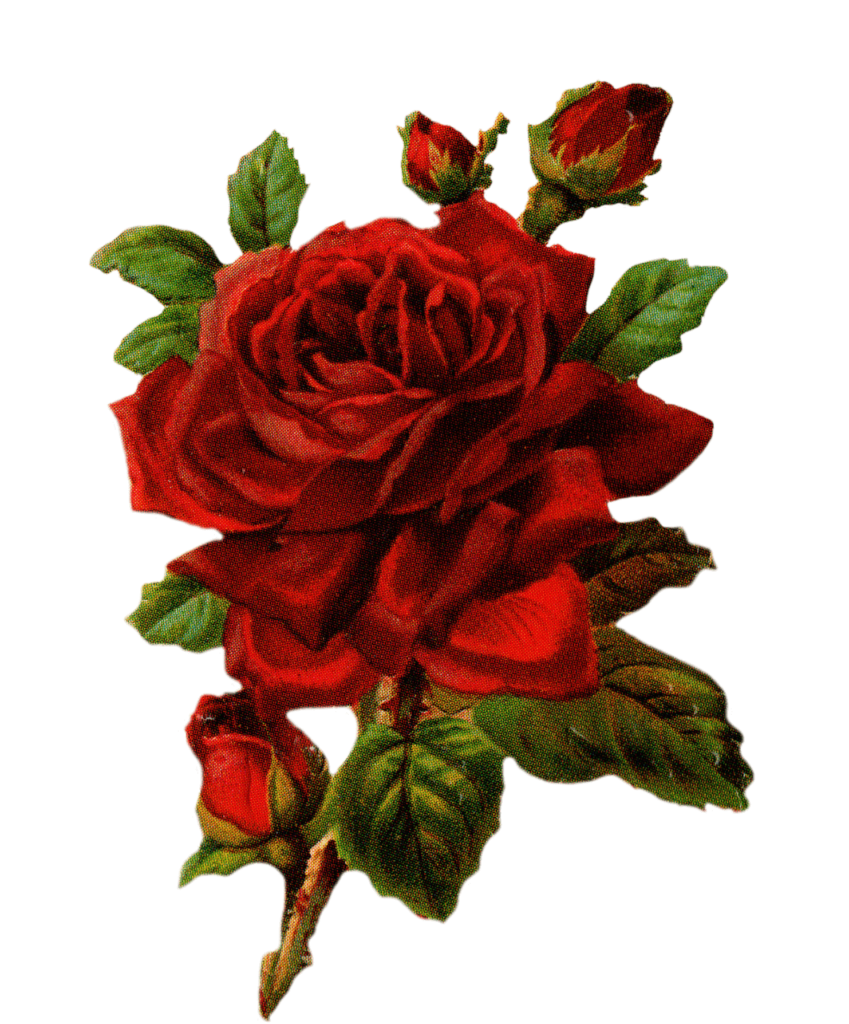 Aesthetic Rose Flower Png