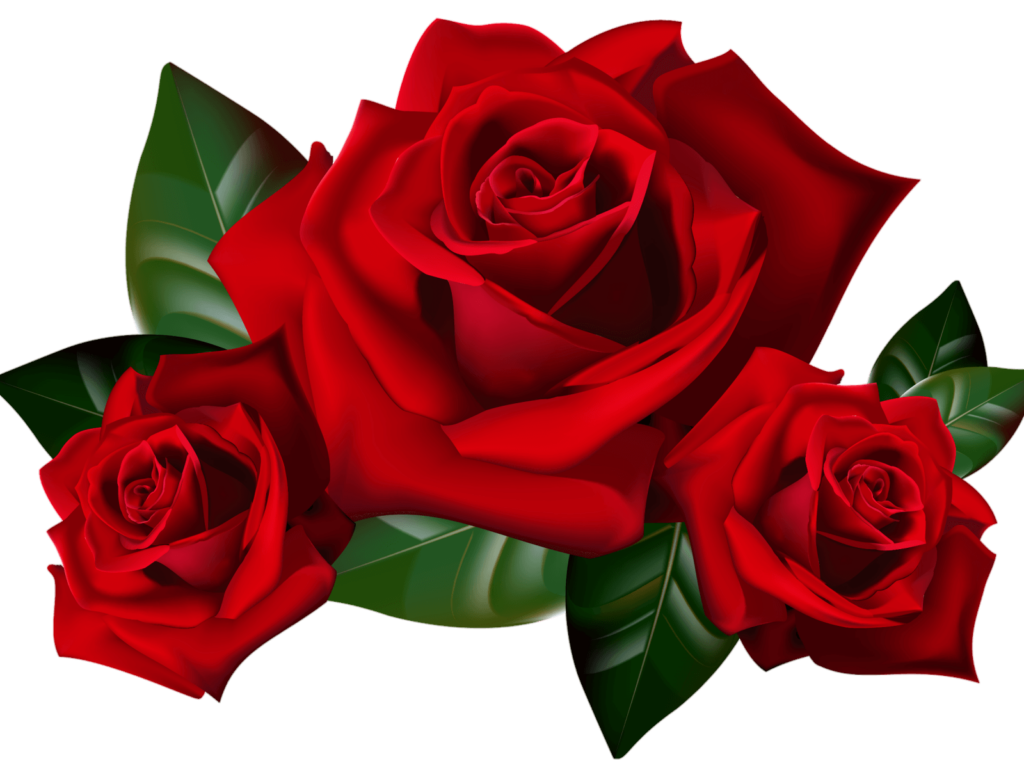 Red Rose Flower Png Image