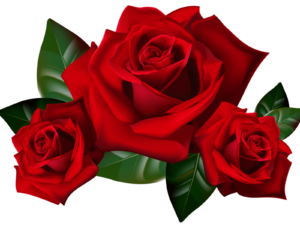 Red Rose Flower Png Image