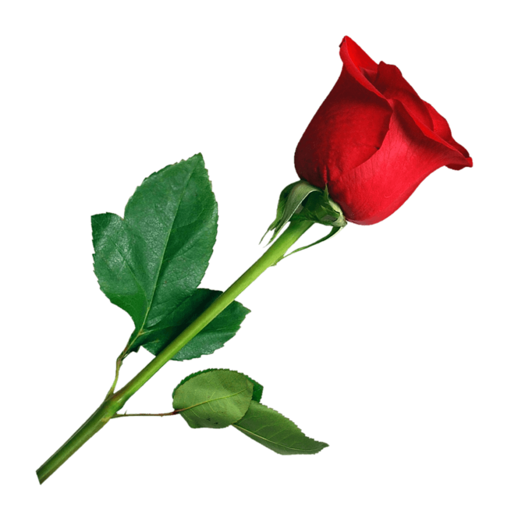 Red Rose Flower Png