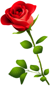 Rose Flower Png Vector